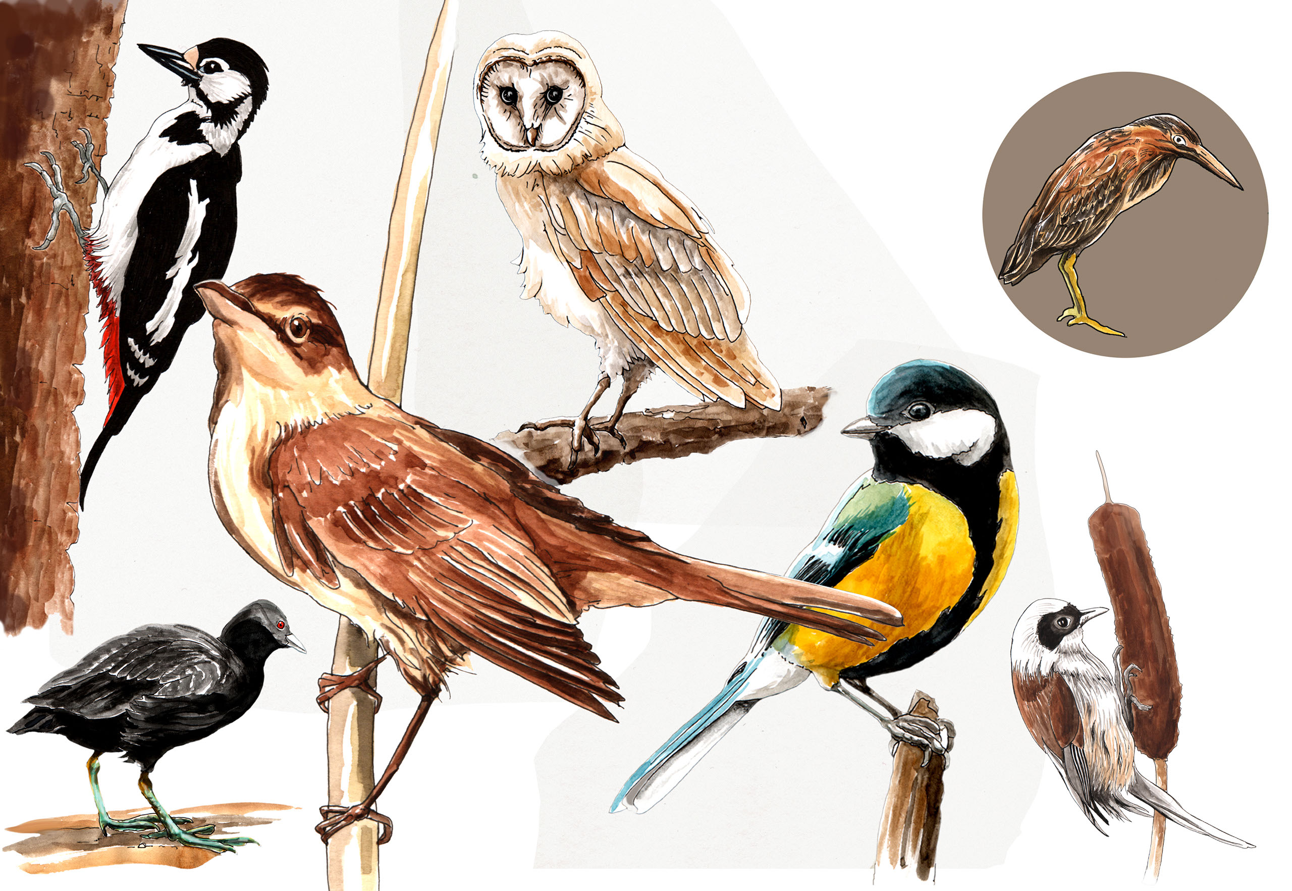 Dessin naturaliste Faune Dessin naturaliste Faune